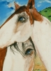 Latigo Blue