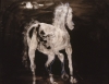 Moon Lit Horse