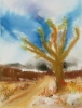 High Desert Saguro